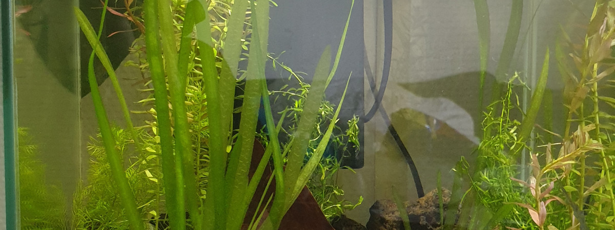 aquarium Nano