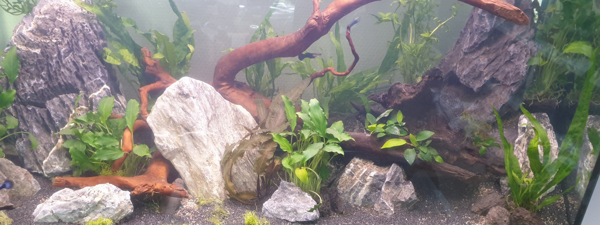 aquarium guppys house and Co