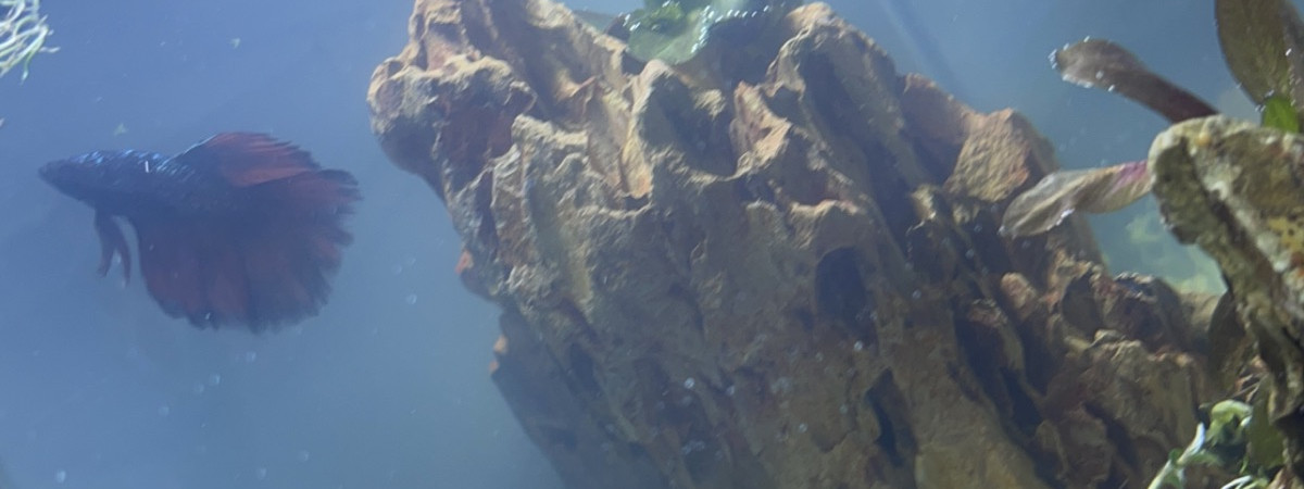 aquarium A1