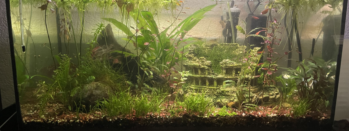 aquarium 60L communautaire