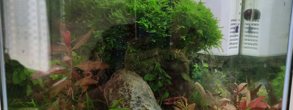 aquarium 30L Bonsai