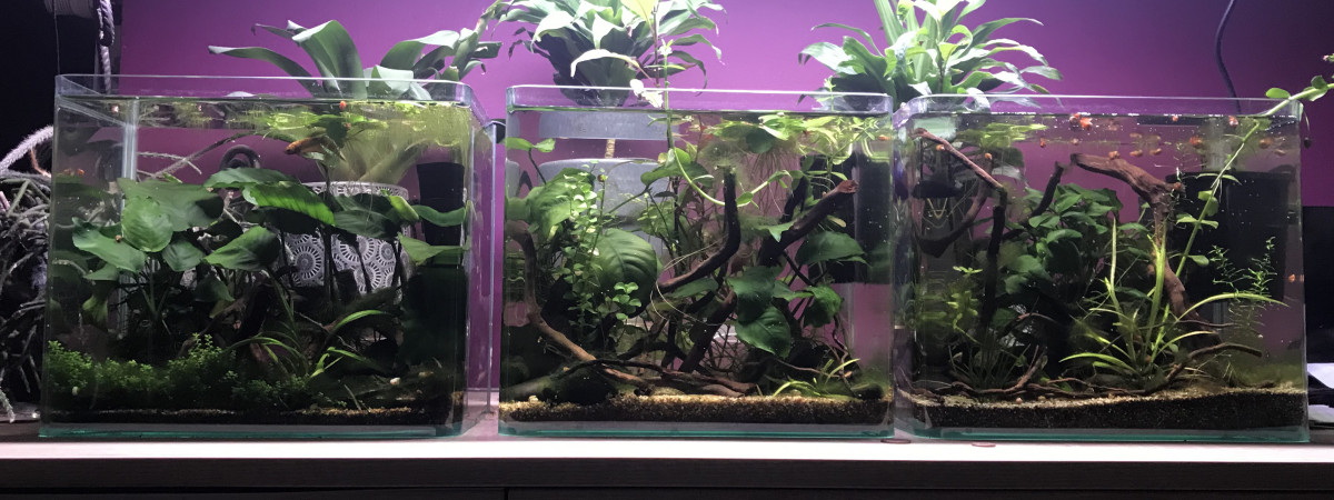 aquarium Combinaison de trois nanos