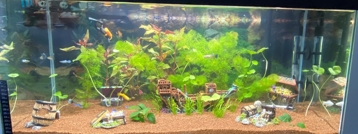 aquarium titi