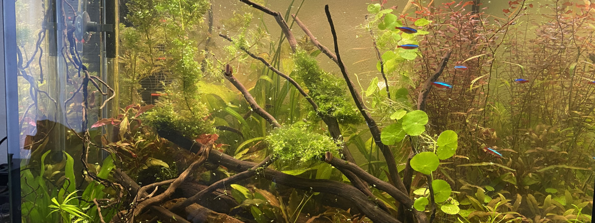 aquarium Amazonien