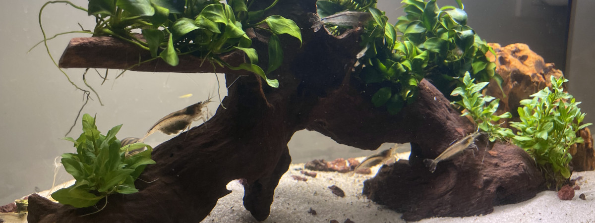 aquarium 54L