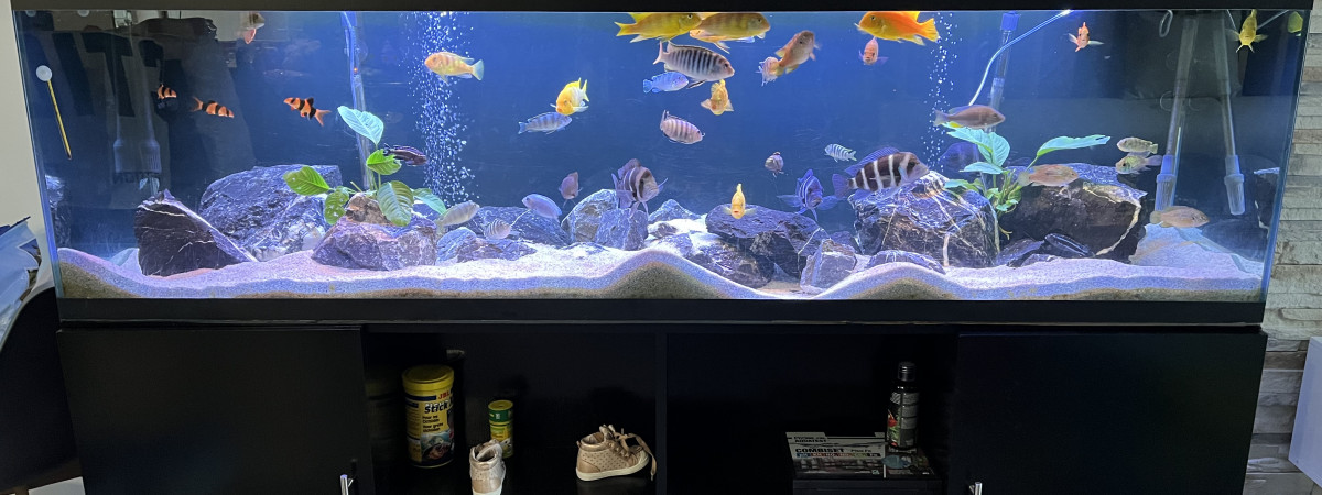 aquarium Cichlidés
