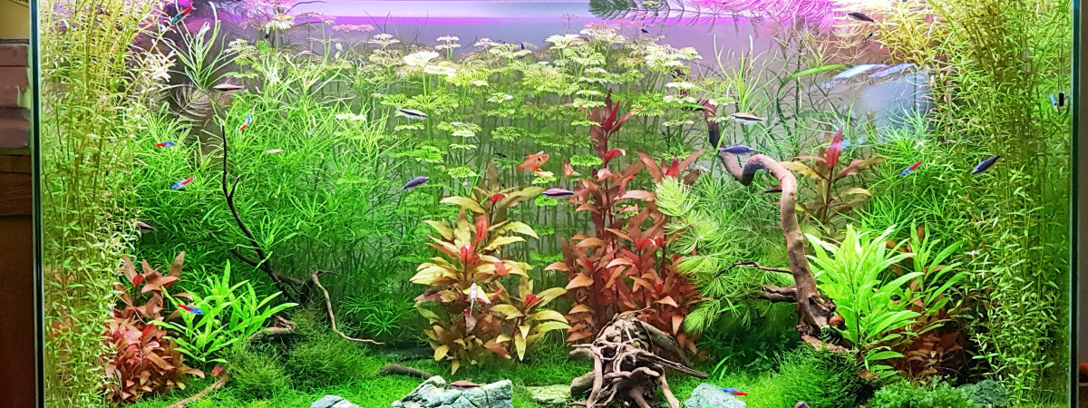 aquarium Mixte Asie Amérique du Sud