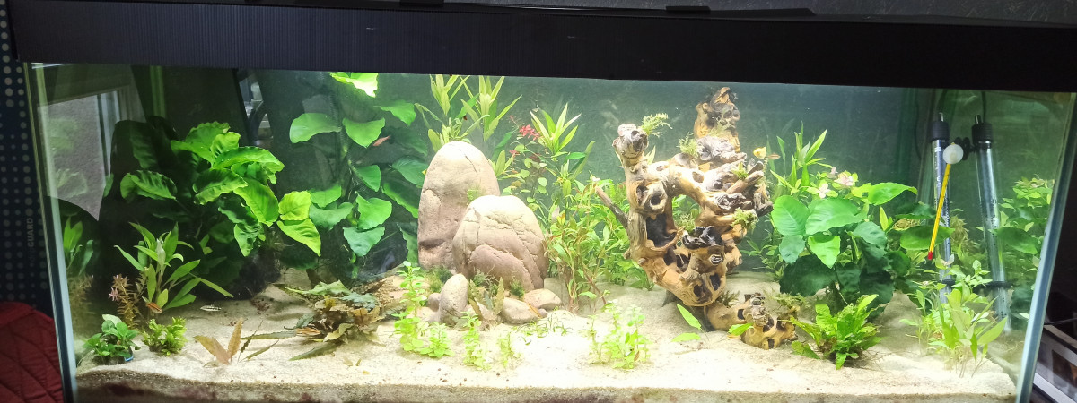 aquarium 300L Croissance