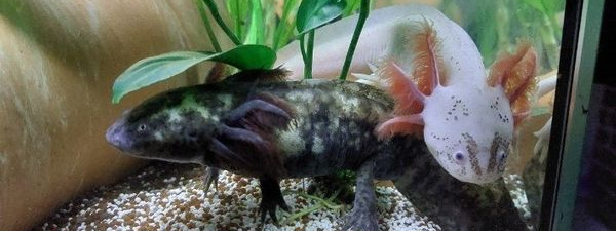 aquarium Naissance des bébés de la ponte Arlequins