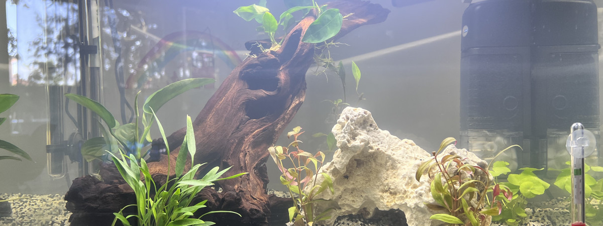 aquarium Home