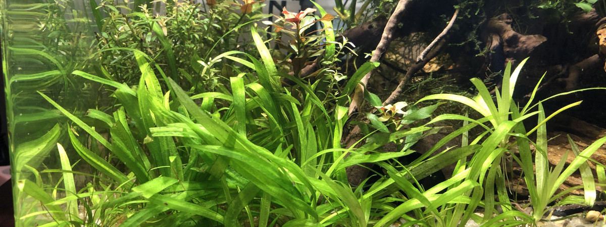 aquarium Dennerle Scapers Tank