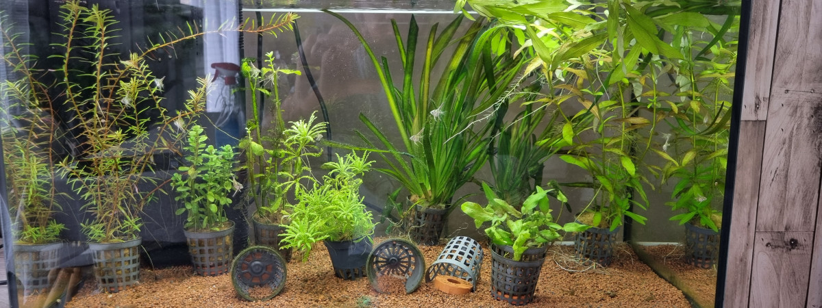 aquarium Aquarium hopital