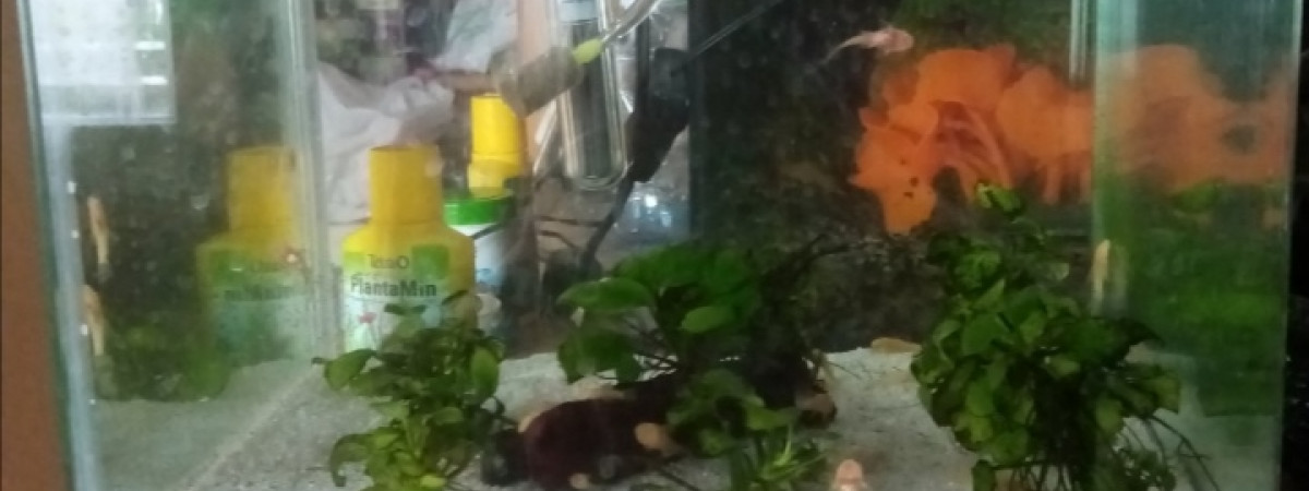 aquarium Ancistrus