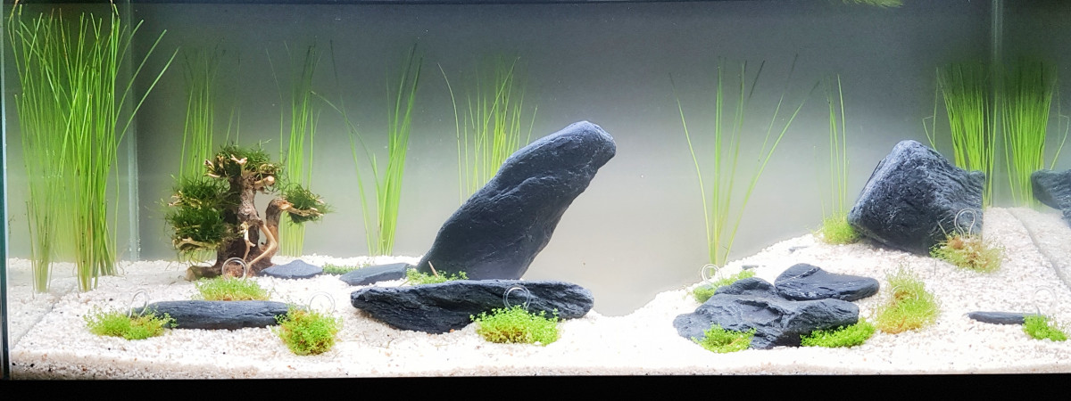 aquarium Zen