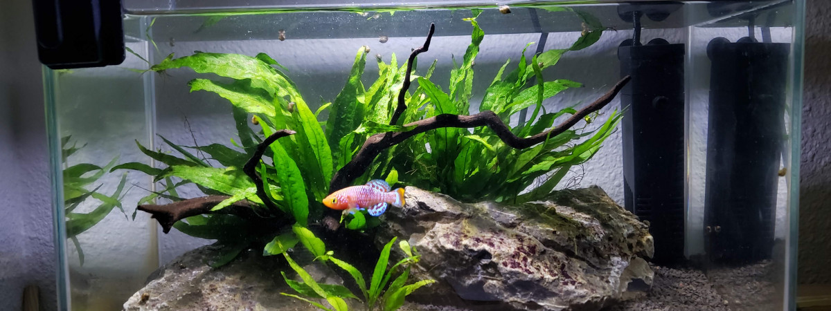 aquarium Nano Killi