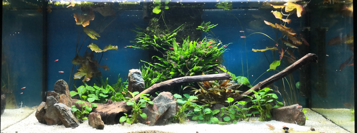 aquarium Eheim planté
