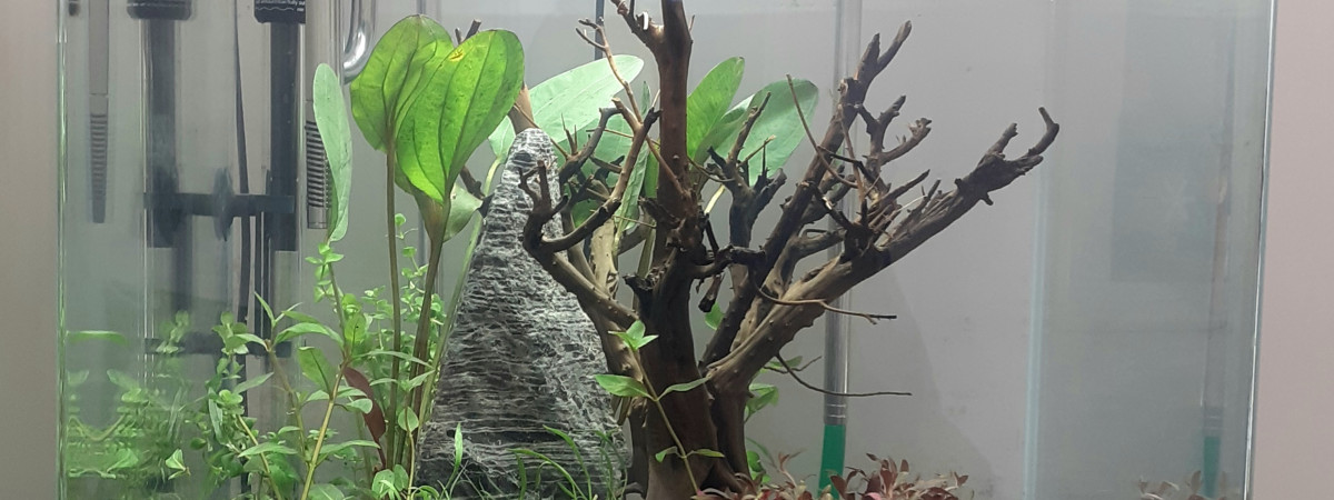aquarium 90l amérique du sud
