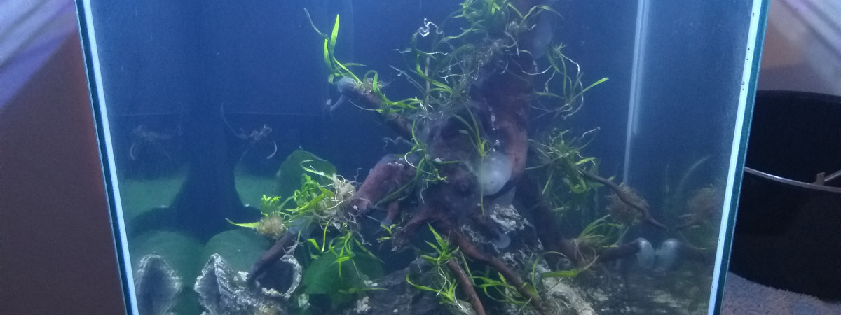 aquarium Aphyosemion Striatum