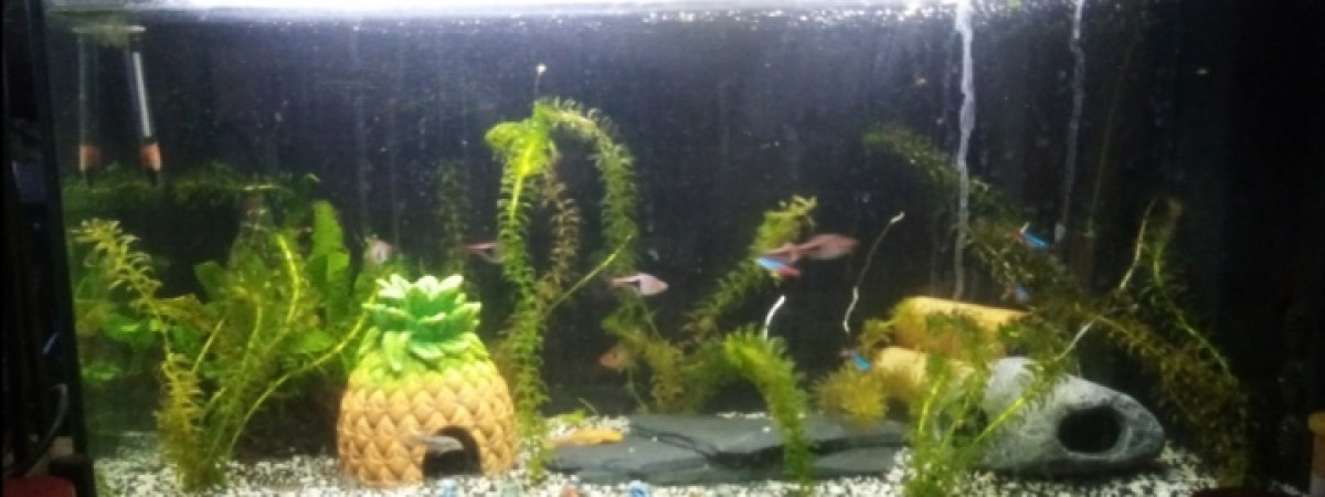 aquarium Asiatique