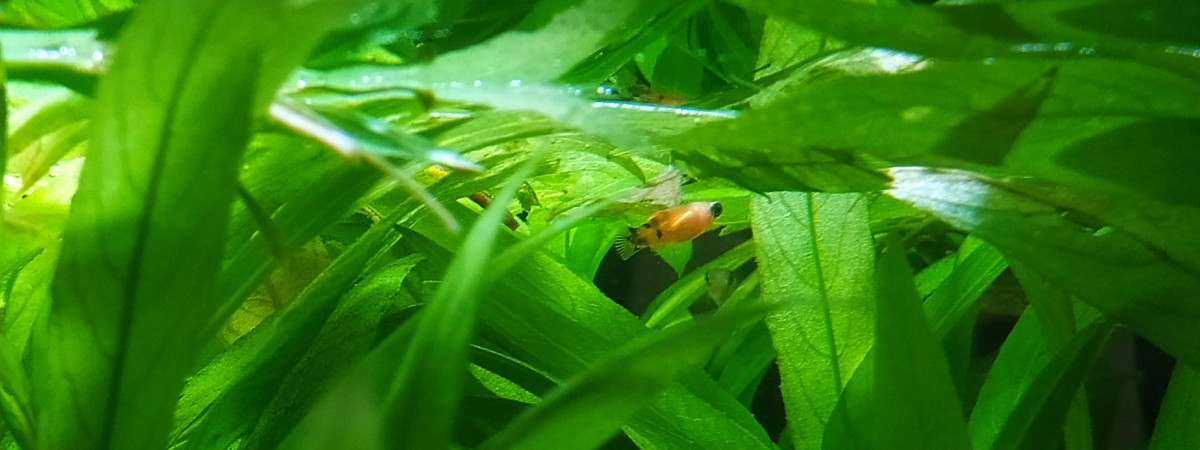 aquarium Los Platys