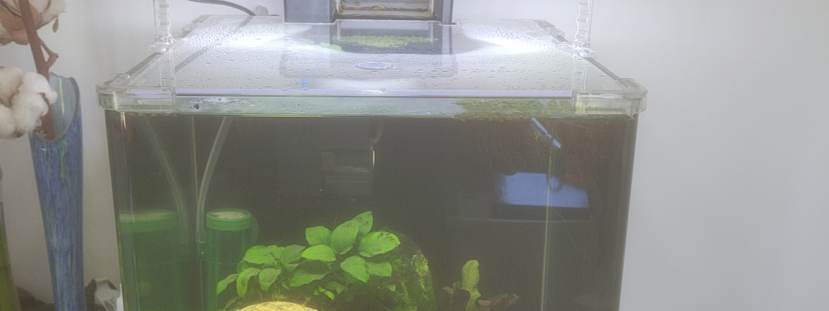 aquarium Réglisse