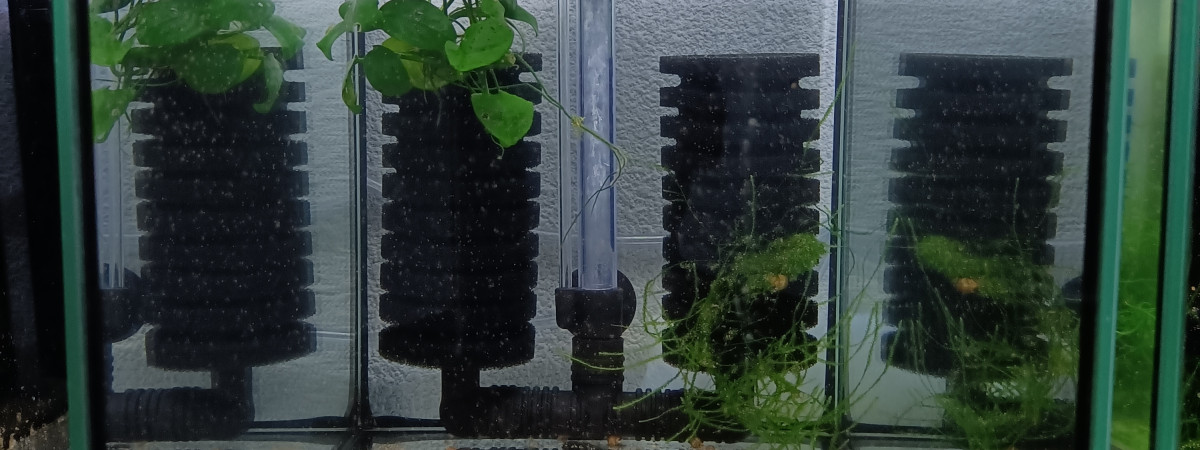 aquarium 441  Quarantaine Fundulopanchax gardneri  innidere