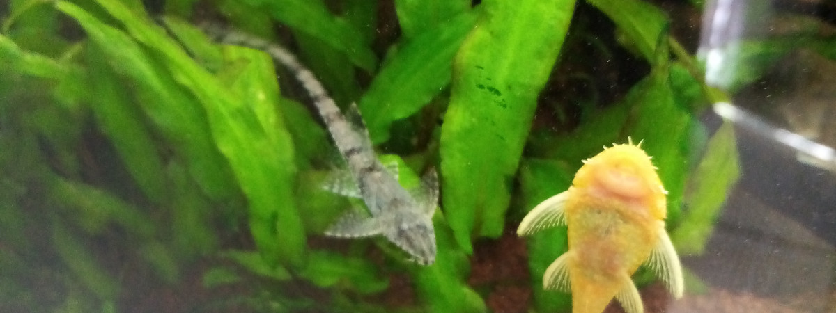 aquarium Juwel vision 180 2