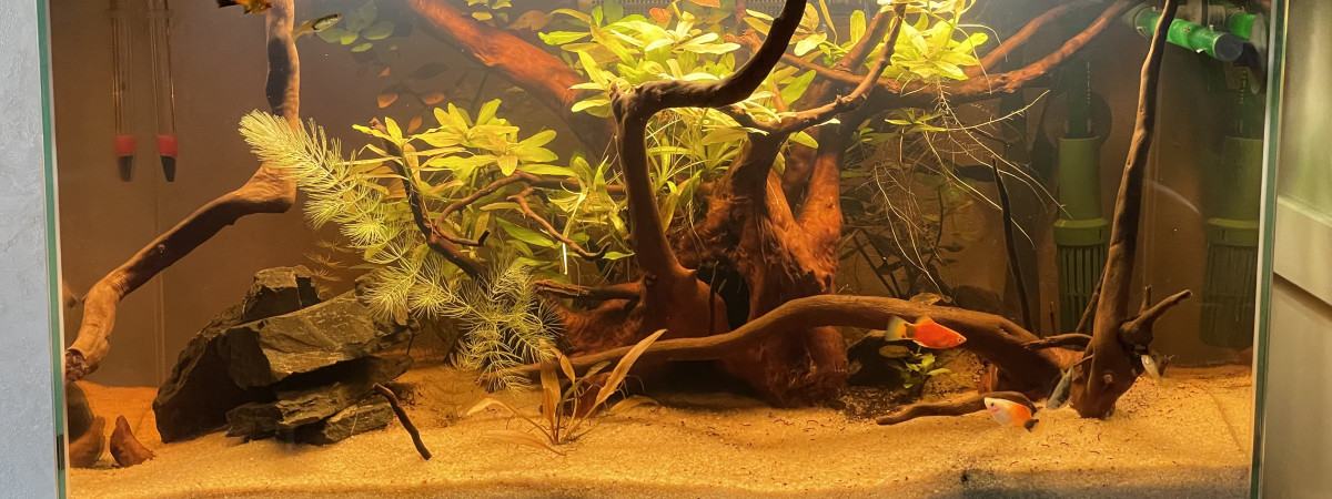 aquarium 60L Ciano