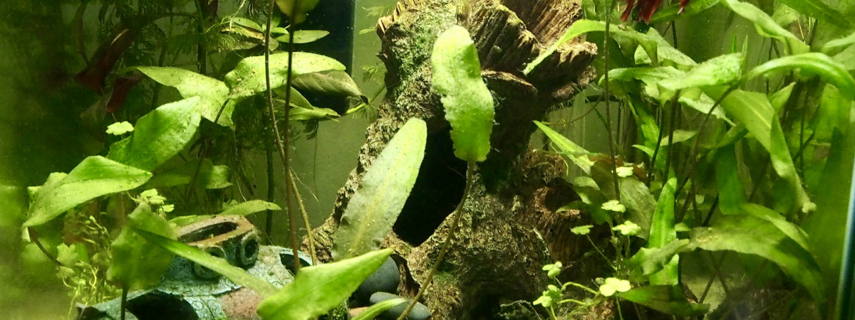 aquarium Maison Loune