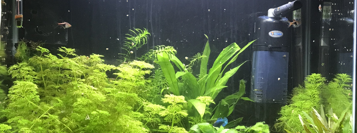 aquarium 60l