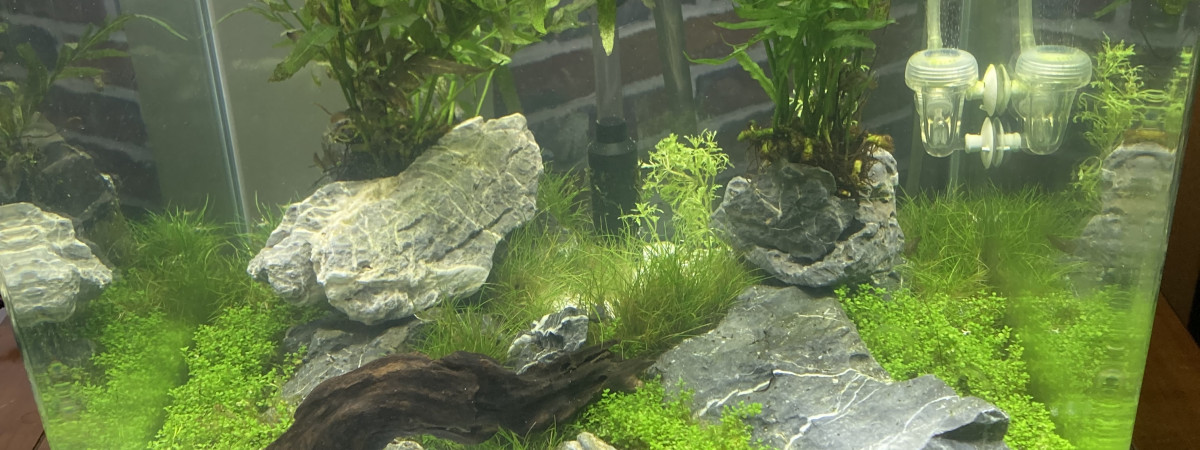 aquarium Dennerle nano 60 litres