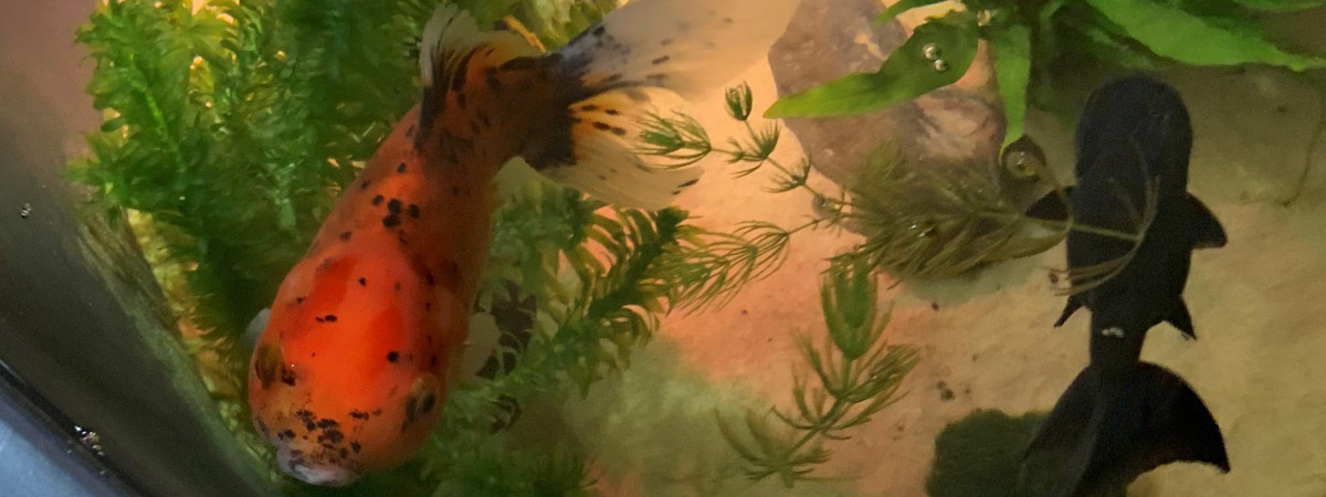 aquarium Voiles de chines 200L