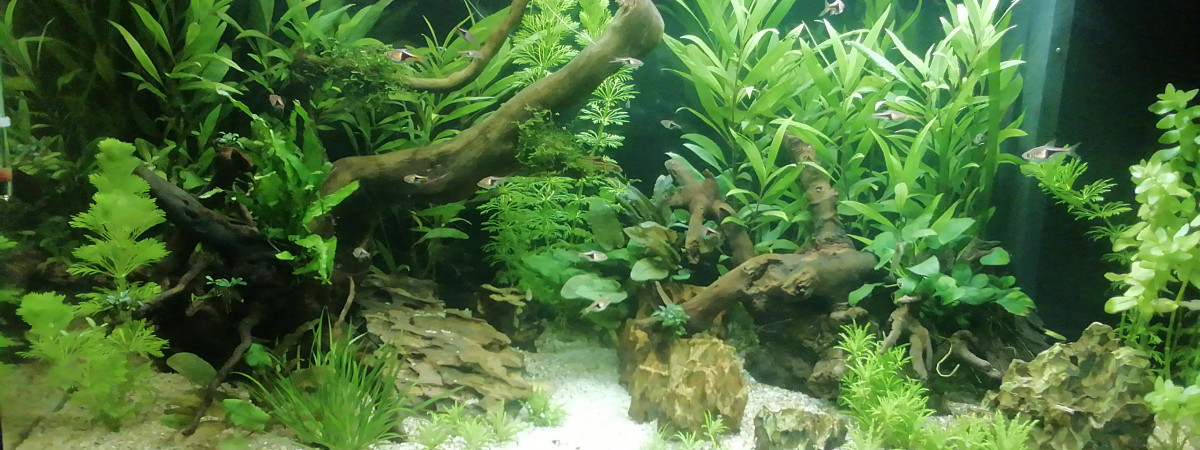 aquarium 1er aquarium