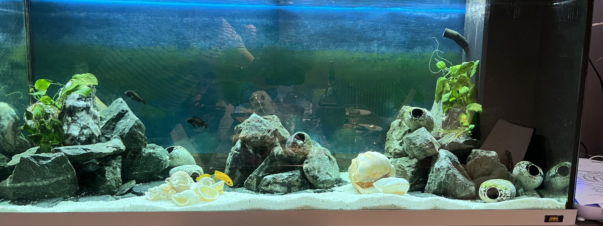 aquarium TANGANIKA