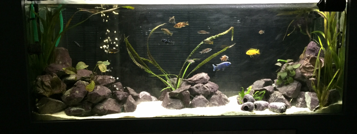aquarium MALAWI