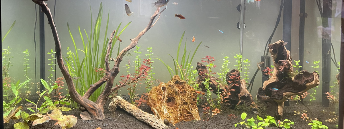 aquarium Salon