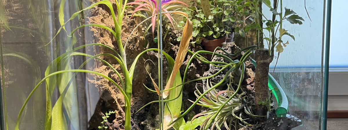 aquarium TERRARRIUM