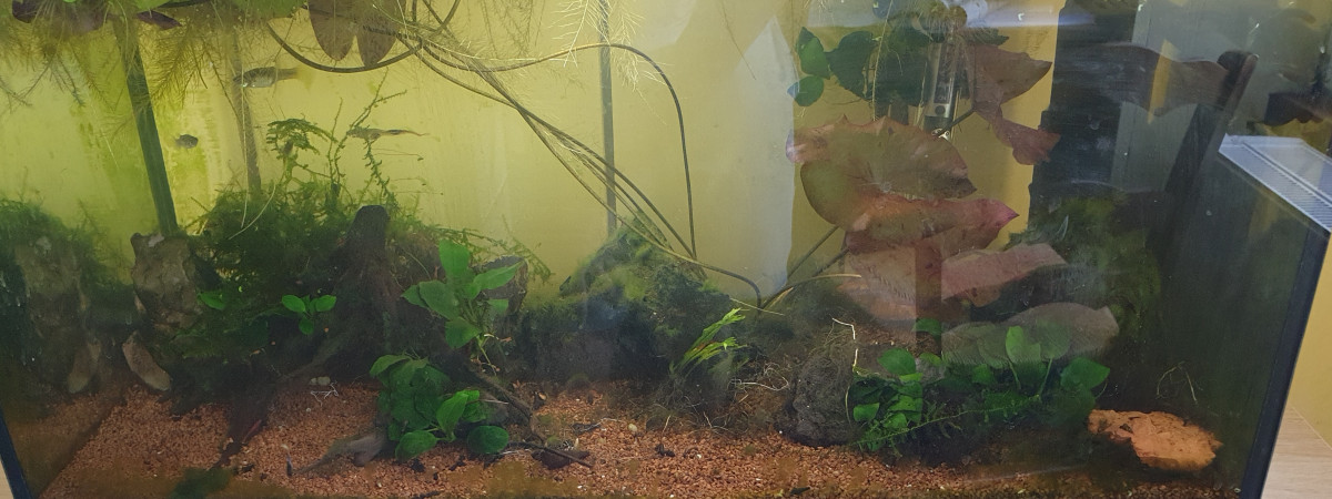 aquarium Aquarium communautaire
