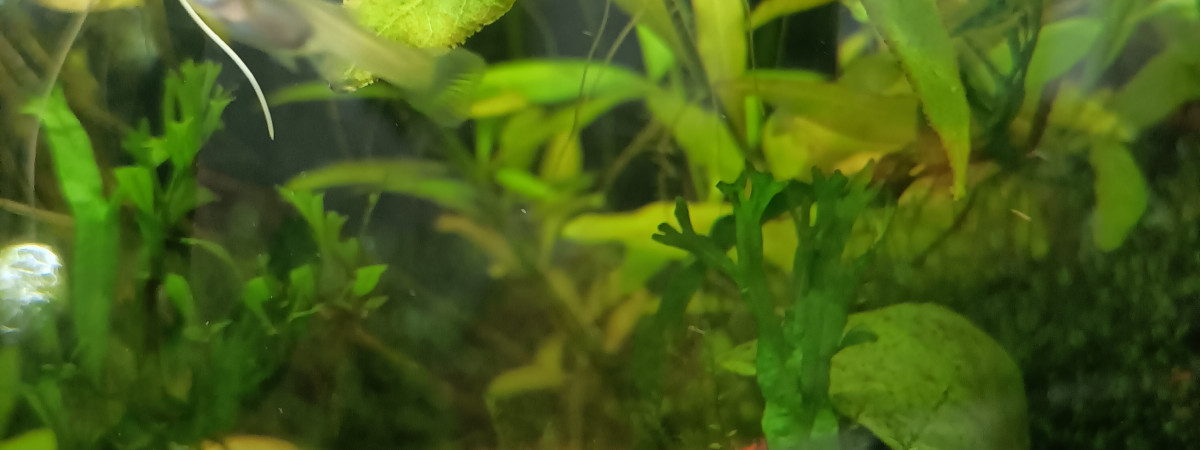aquarium premier bac