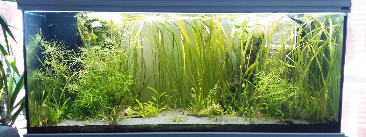 aquarium Presque amazonien