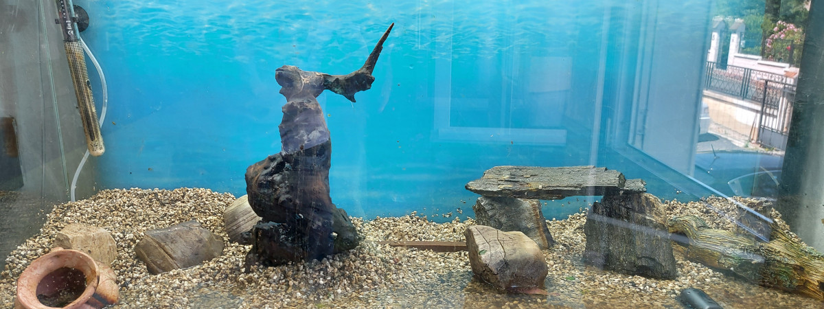 aquarium Amazone