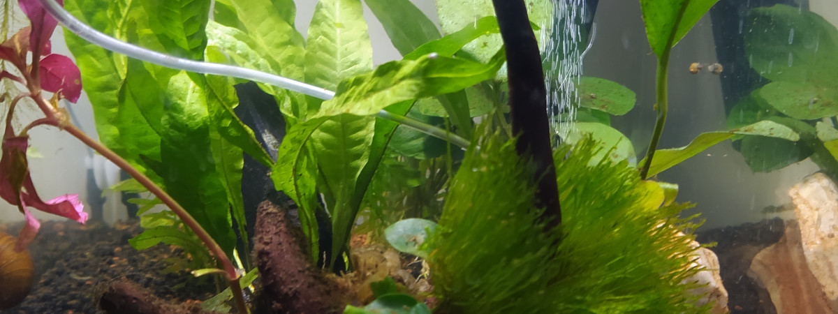 aquarium Nursing