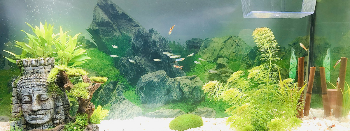 aquarium BAC PRINCIPAL