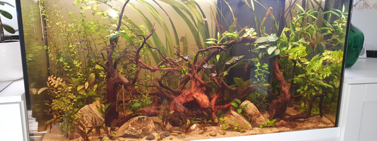 aquarium Aquarium