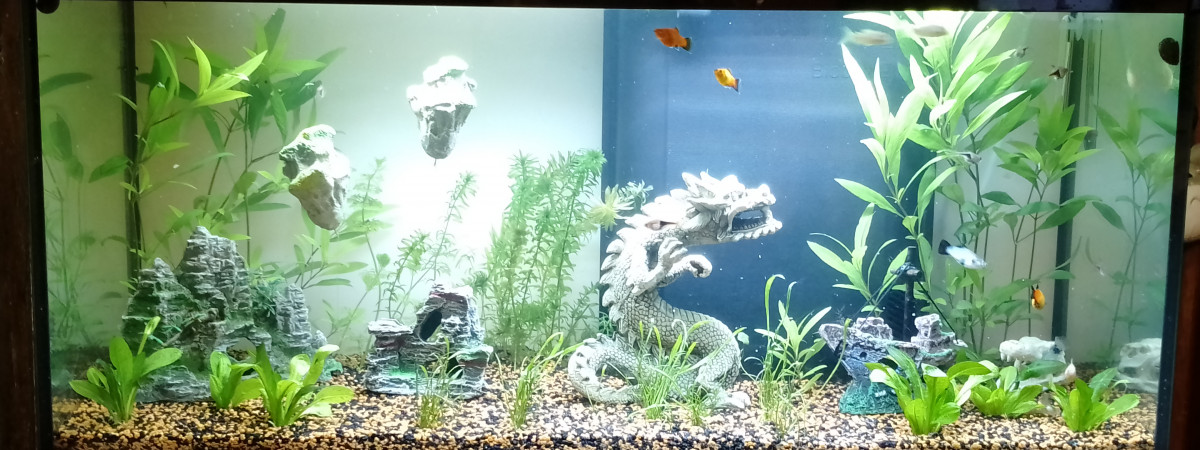aquarium Beta