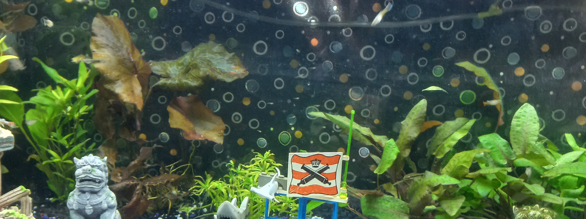 aquarium Spécial guppys et corydoras