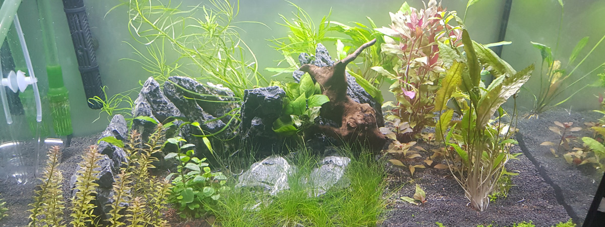 aquarium 200L semi-planté