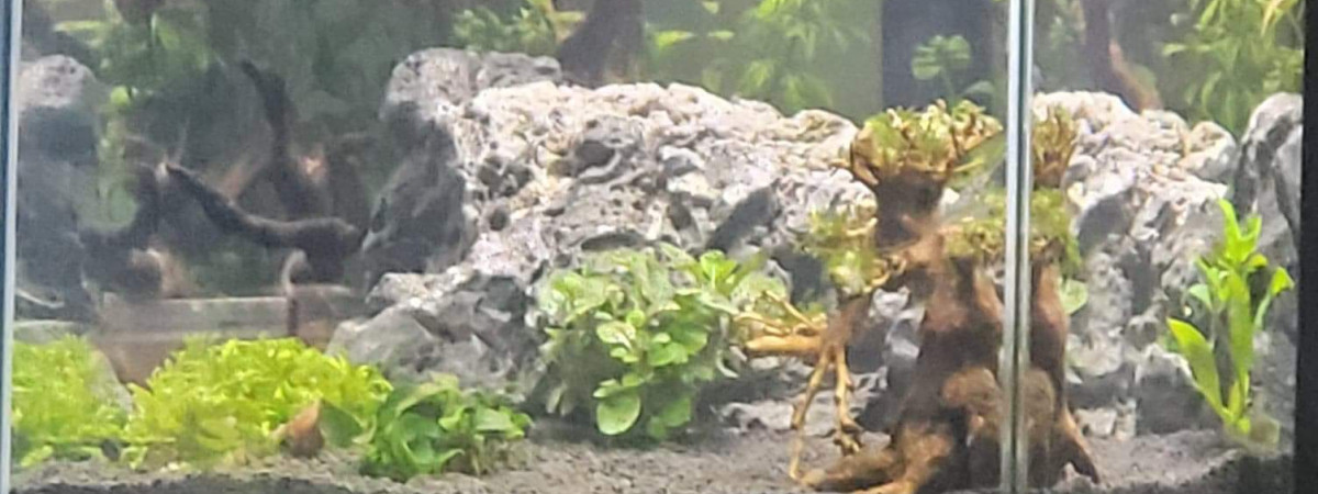 aquarium Le cube