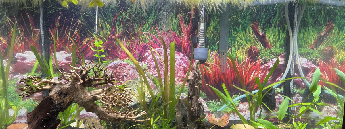 aquarium Chambre