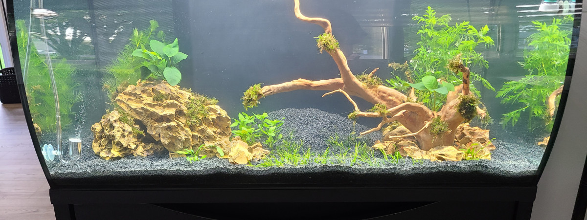 aquarium Aquascape 1